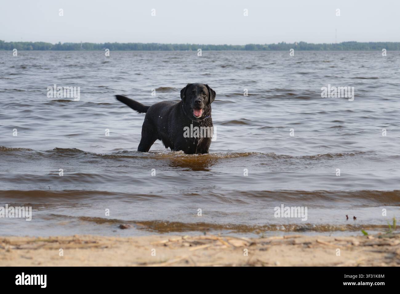 Froher Schwarzer Labrador steht im Seewasser an einem Sommertag Stockfoto