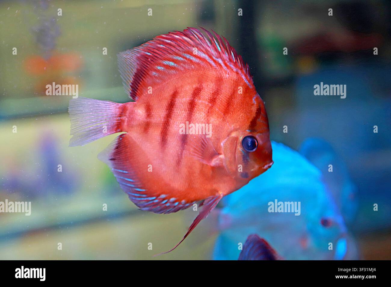 Ein lebhaft roter Diskusfisch schwimmt anmutig in einem Aquarium, mit deutlichen dunklen Streifen auf seinem Körper und blau-violetter Iridiszierung an den Rändern seiner Flossen Stockfoto