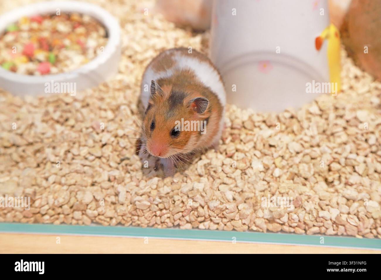Ein brauner und weißer Syrischer Hamster (Goldhamster) sitzt auf Einstreu in einem Käfig, mit hellen schwarzen Augen, einer rosa Nase und langen Schnurrhaaren. Eine Futterschale und Ex Stockfoto