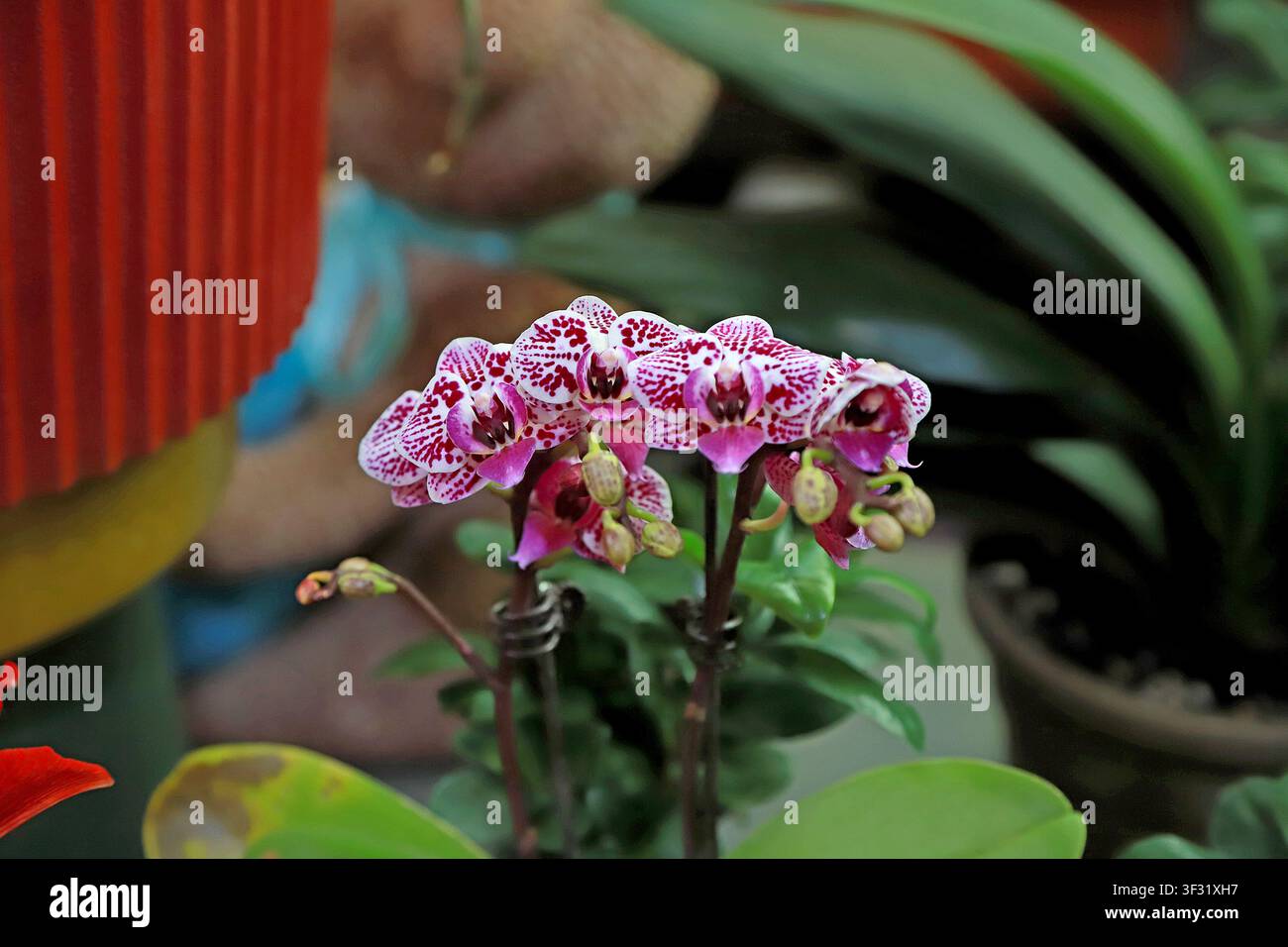 Ein exquisiter Cluster von rosa gesprenkelten Phalaenopsis-Orchideen in Blüte, mit weißen Blütenblättern, die mit roten Flecktexturen bedeckt sind, blühenden Blüten und runden Knospen Stockfoto
