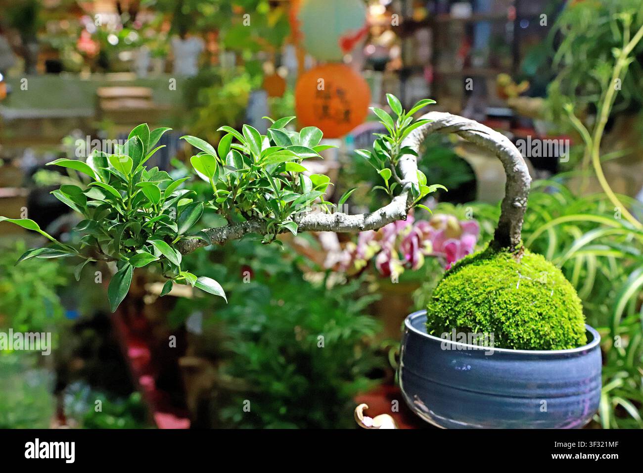 Ein exquisit gestylter Bonsai-Fikus mit einem Mooskugeln, mit anmutig geschwungenen, kräftigen Ästen und Schichten von lebhaft grünen Blättern. Die Wurzeln sind en Stockfoto