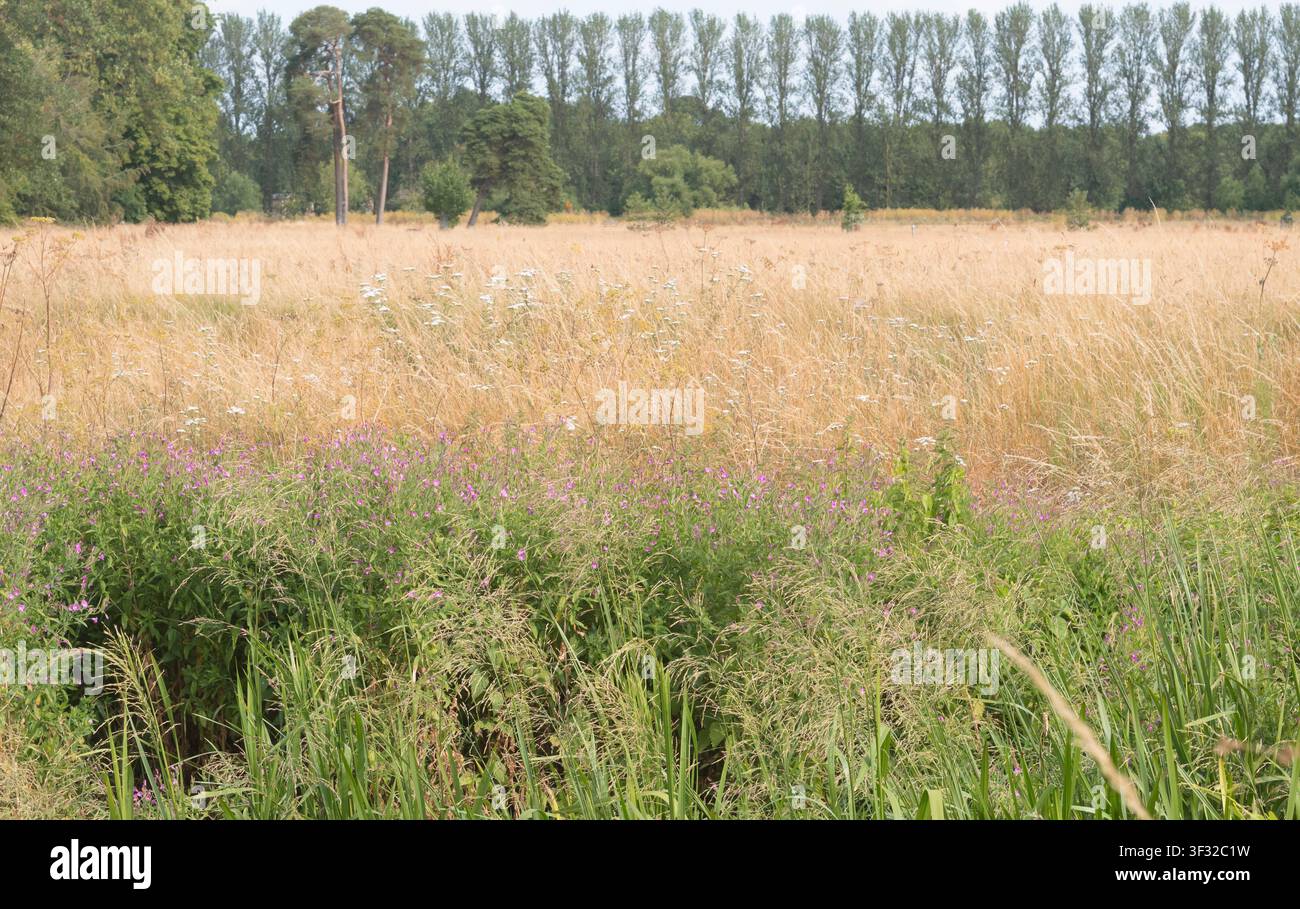 Kleiner Bach zwischen hohem Gras. England. Stockfoto