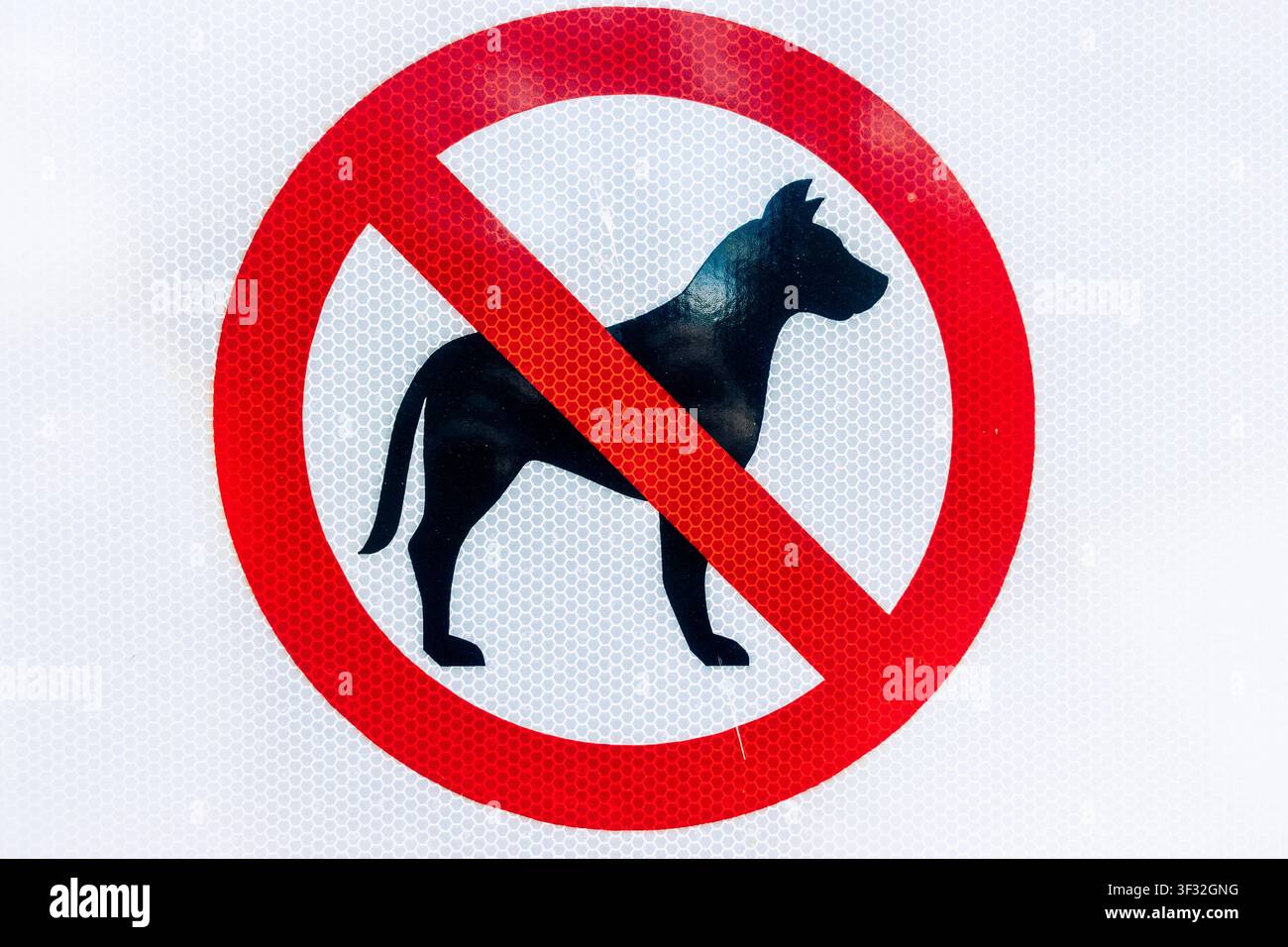Rotes Schild mit der Aufschrift „Keine Hunde“ und schwarzer Hundesilhouette auf reflektierendem weißem Hintergrund, das darauf hinweist, dass Hunde nicht erlaubt sind Stockfoto