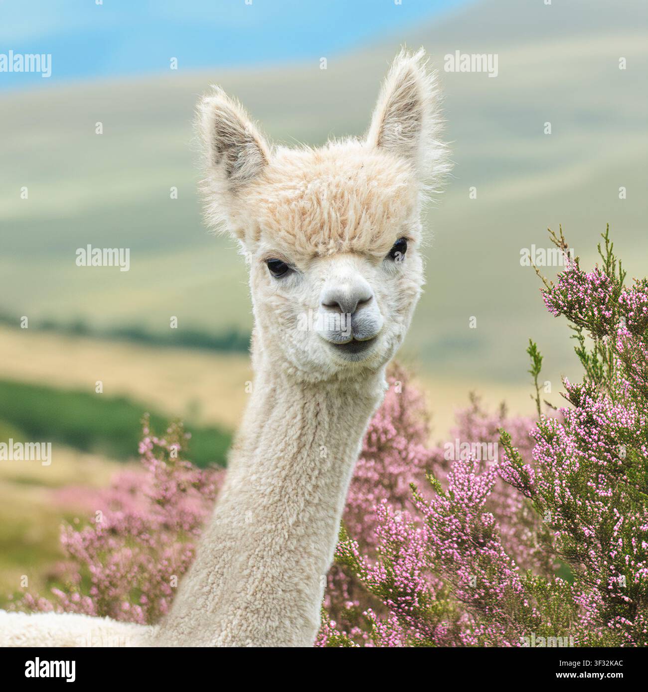 weiße Alpaka in Heideblüten Stockfoto