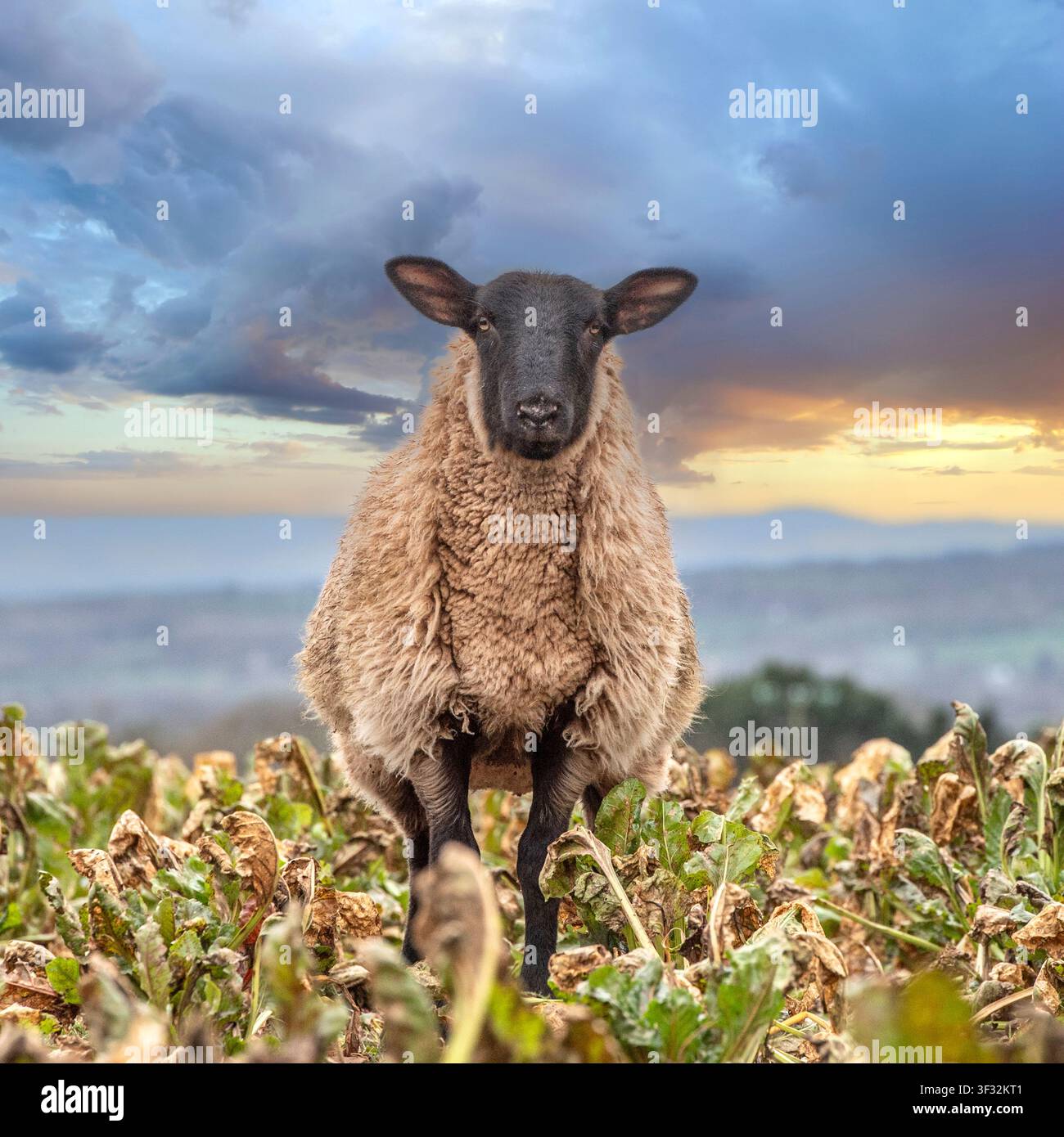 Suffolk-Schaf steht in einem Kohlkopfeld Stockfoto