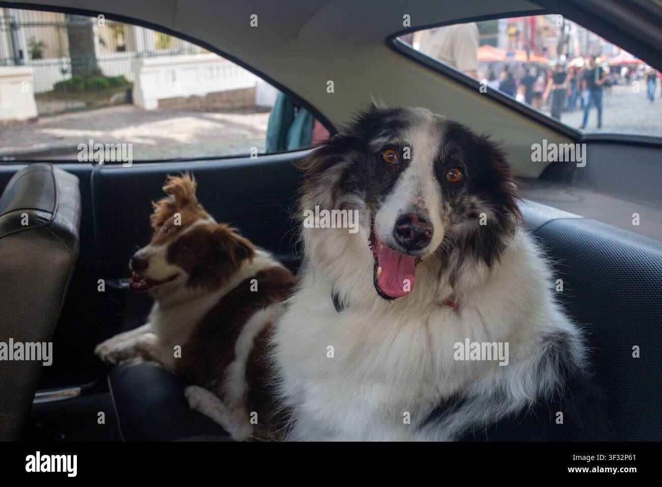 Zwei glückliche Hunde blicken im Auto in die Kamera Stockfoto