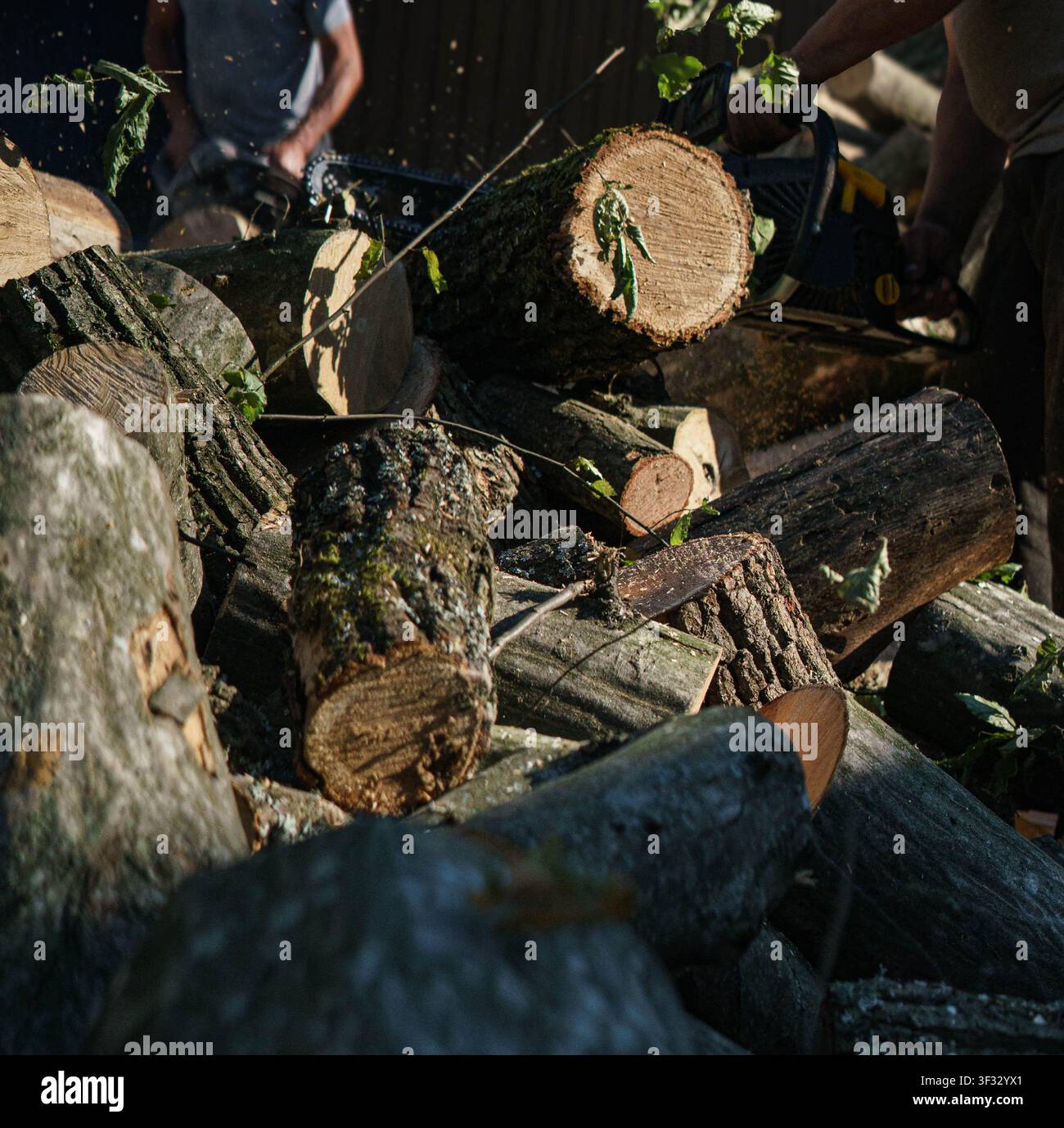 Haufen frisch geschnittener Baumstämme im Wald, Holzindustrie Stockfoto