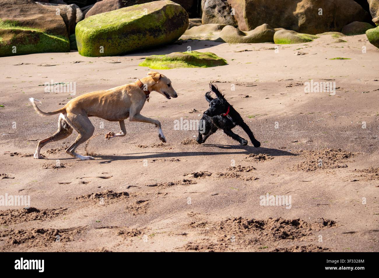 Lurcher (Whippet-, Saluki- und Windhundkreuz) jagt spielerisch einen anderen Hund an der Exmouth Beach, Devon, bei Ebbe. Stockfoto