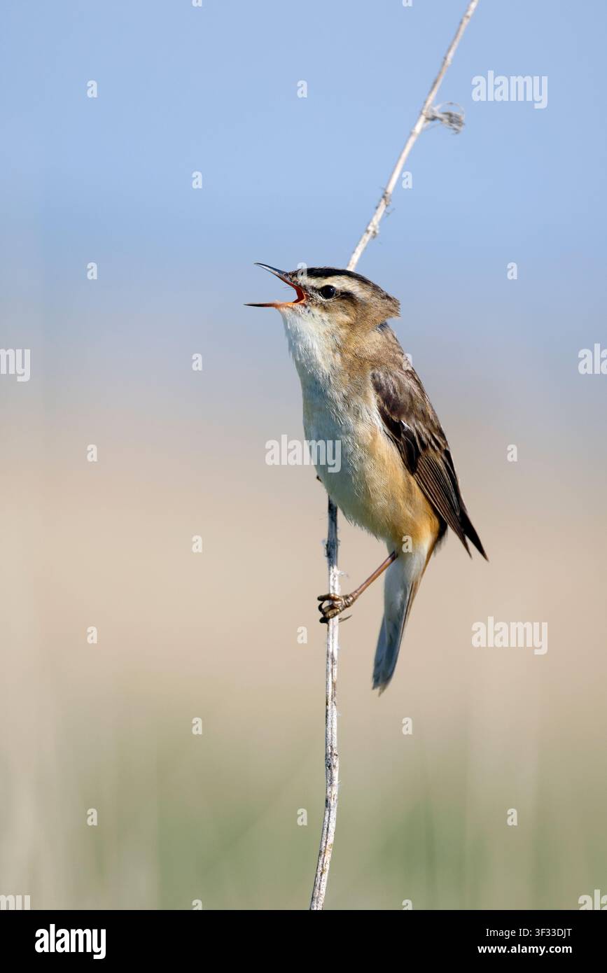 Seggenrohrsänger, Acrocephalus schoenobaenus, singt, um im Frühling einen Partner anzulocken Stockfoto