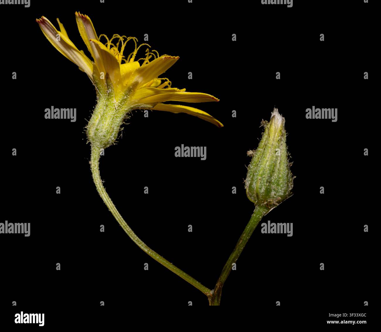 Glatt-Hawskopf-Blüte (Crepis capillaris) Nahaufnahme einer gelben löwenzahnähnlichen Wildblume und Knospe, Seitenansicht mit Detail des Kelchs isoliert auf Schwarz Stockfoto