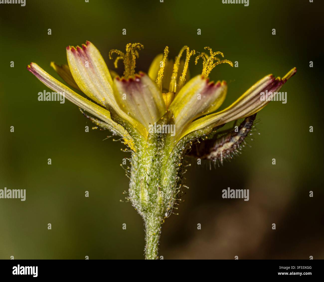 Glatter Weidenblume (Crepis capillaris) Makro einer einzelnen, gelben löwenzahnähnlichen Wildblume, Seitenansicht Detail der Narben, Kelch und Unterseite des Blütenblatts Stockfoto