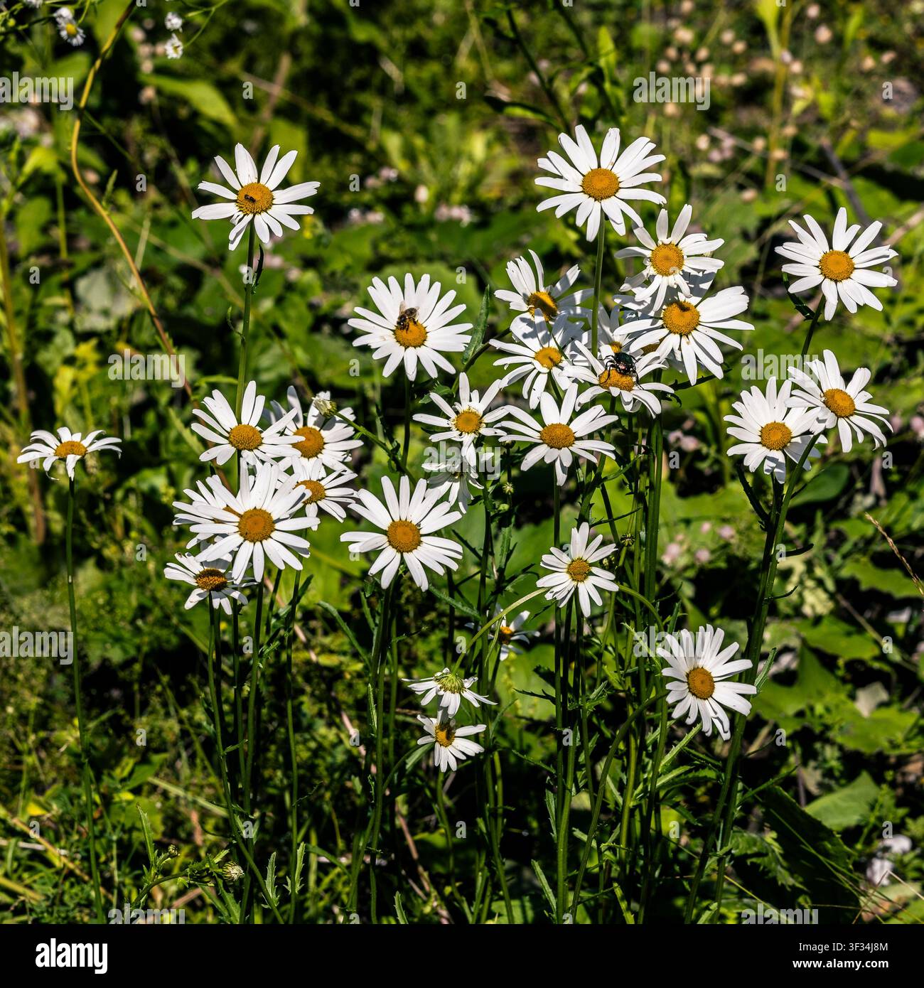Ein lebendiges Nahaufnahme eines Flecks wilder Gänseblümchen, die in einer üppigen grünen Wiese blühen. Die hellen weißen Blütenblätter und gelben Mittel stehen in scharfem Kontrast wieder Stockfoto