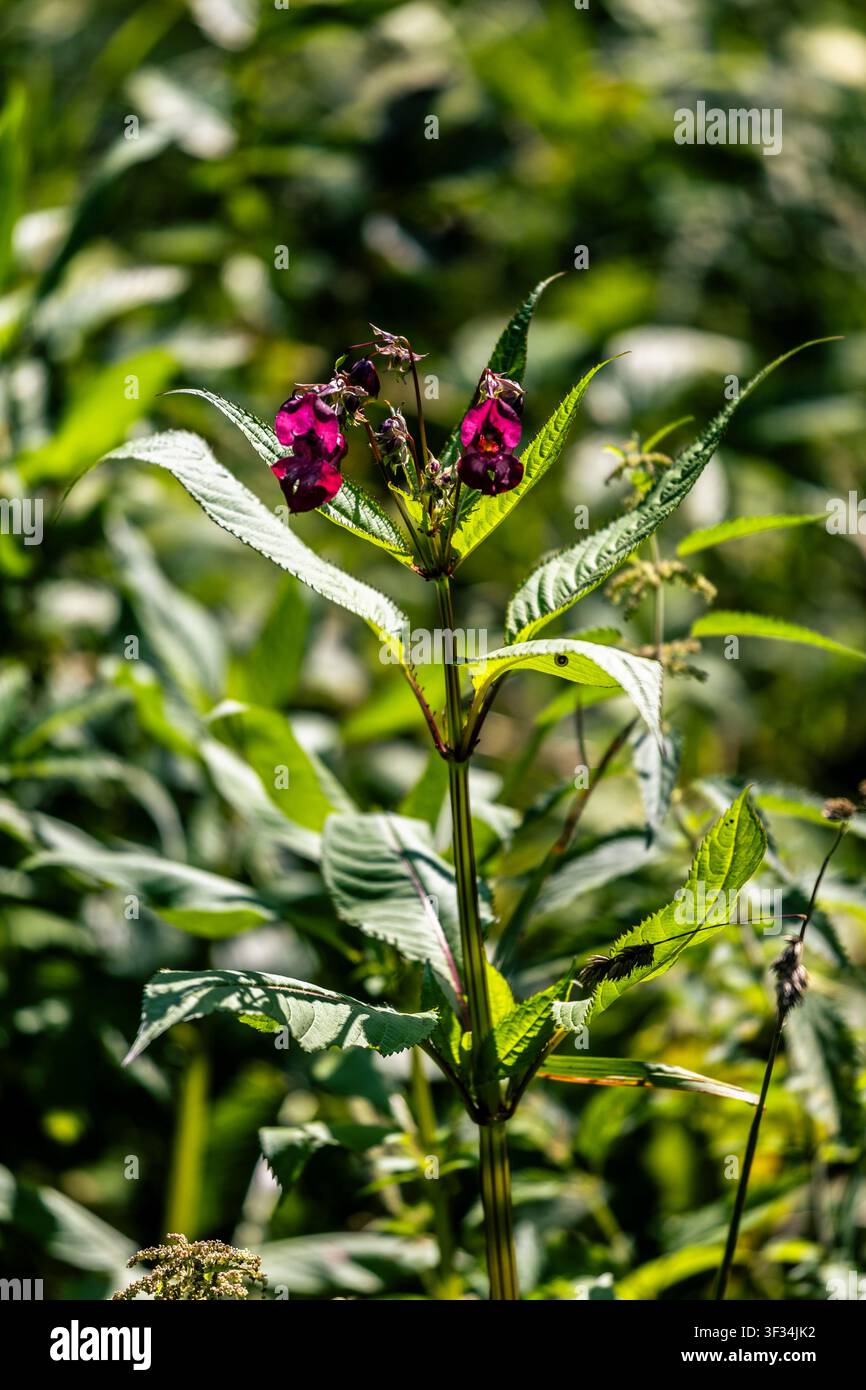 Nahaufnahme von lebhaften violetten Juwelenblumen (Impatiens), die zwischen üppigem grünen Laub blühen. Das Bild fängt die feinen Details der Blütenblätter ein Stockfoto