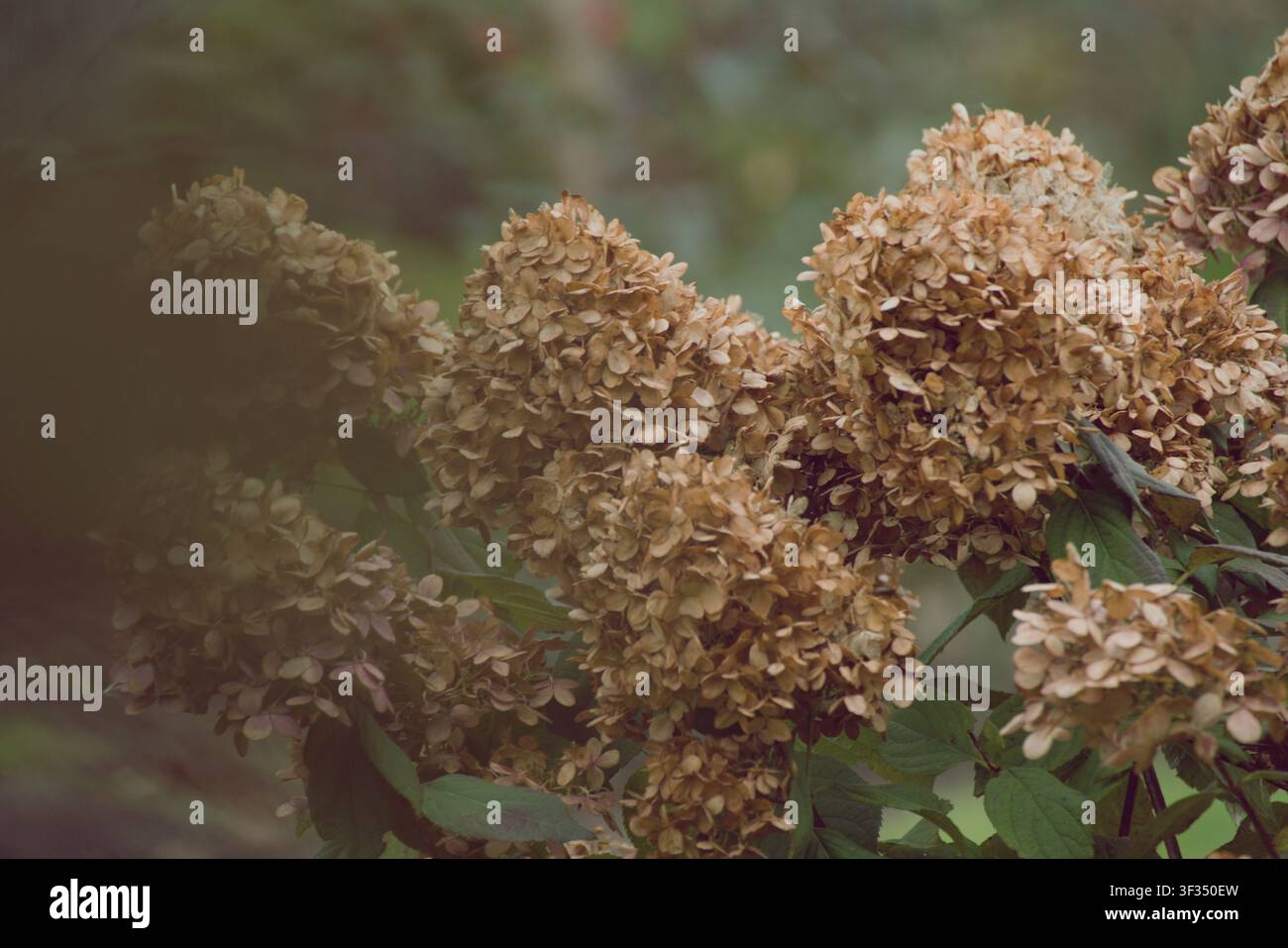 Getrocknete braune Hortensienblüten, die im Spätherbst an einem Strauch hängen und einen stimmungsvollen, nostalgischen und rustikalen botanischen Dekorhintergrund schaffen. Stockfoto