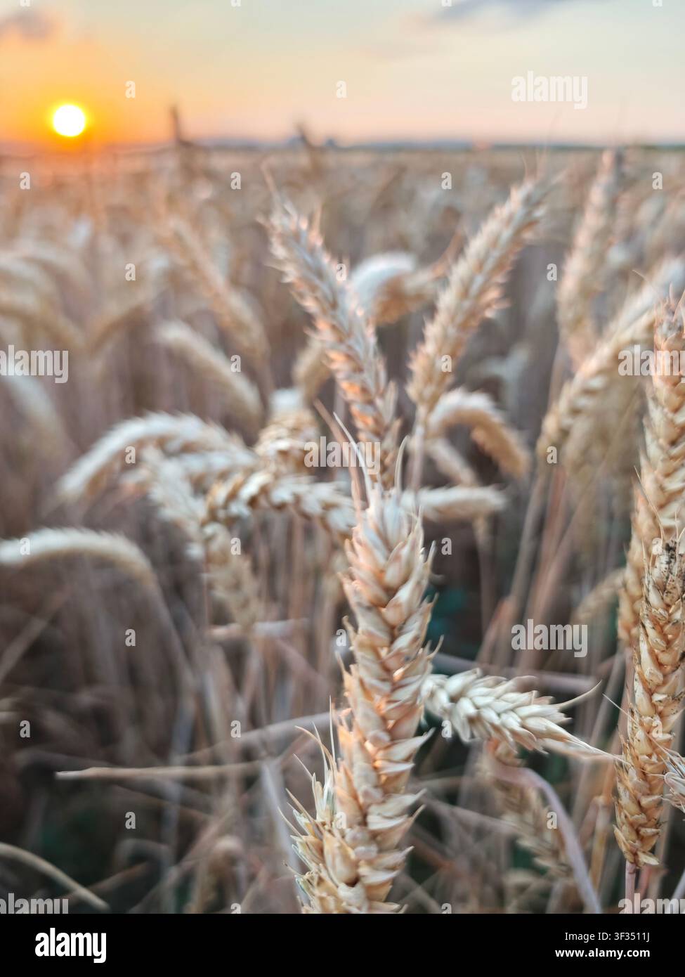 Nahaufnahme von reifer Weizen bei Sonnenuntergang mit weichem Fokus über einem Sommerfeld in Hessen, Deutschland. - Smartphone-aufgenommenes Stockfoto