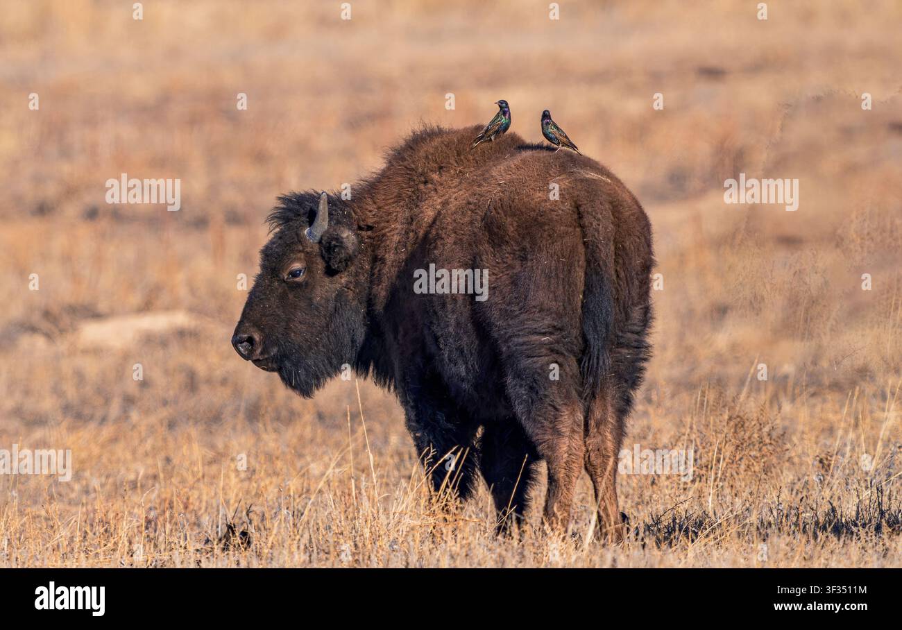 Ein junger Bison, der in seinem natürlichen Graslandhabitat auf der Prärie abgebildet ist, mit zwei Starens, die auf seinem Rücken ruhen. Stockfoto