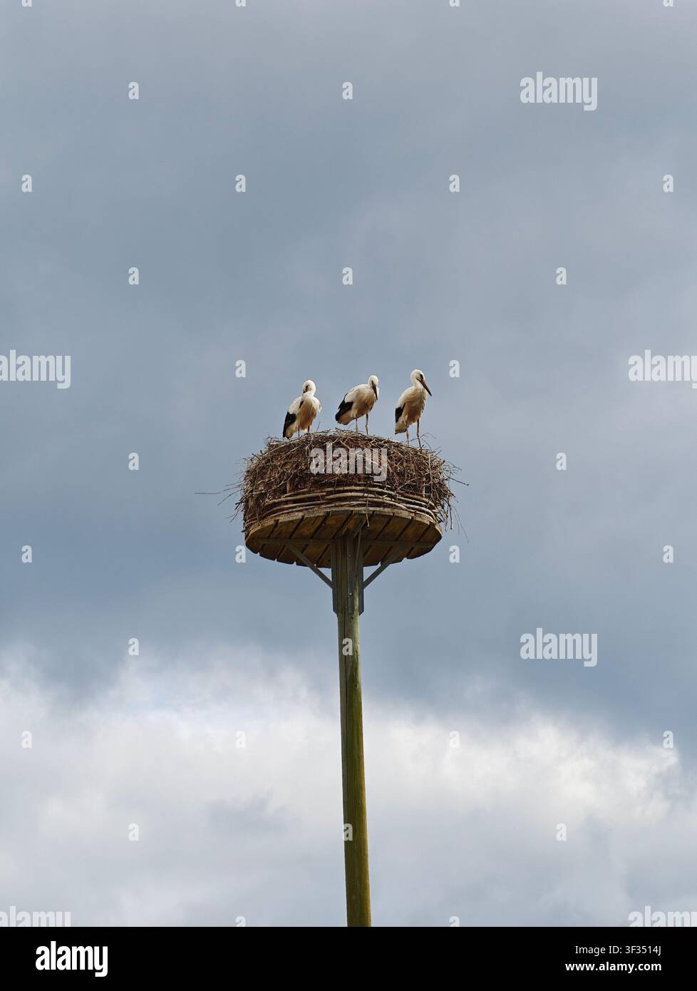 Drei junge weiße Störche stehen in einem Nest auf einer Nistplattform und warten auf ihre Eltern nahe Frankfurt am Main, Deutschland. - Smartphone-aufgenommenes Stockfoto