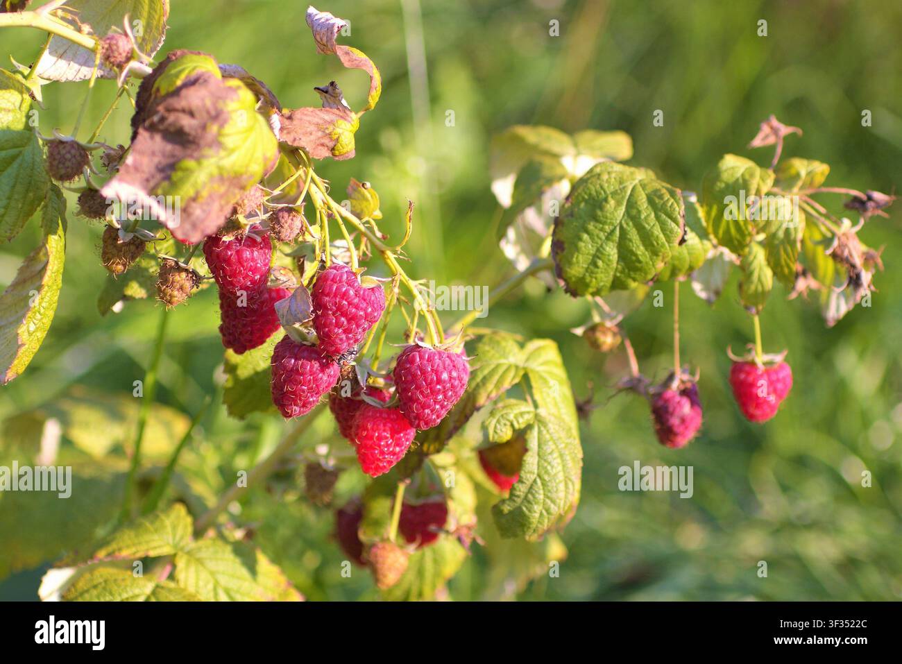 Reife rote Himbeeren leuchten im warmen Sonnenlicht auf einer Wilden Ranke und rufen den süßen, nostalgischen Geschmack der Sommerernte hervor. Stockfoto