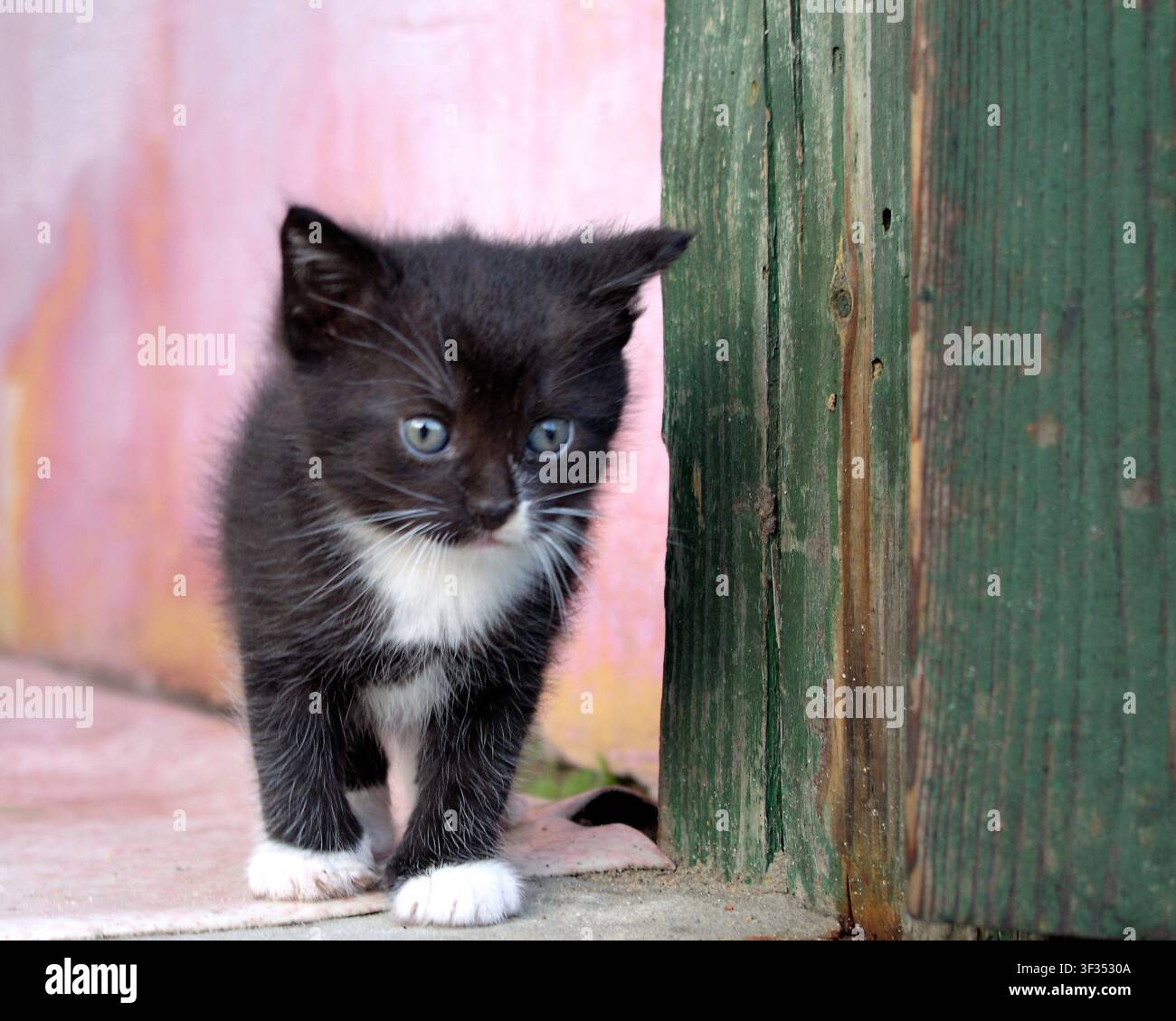Ein winziges Tuxedo-Kätzchen, das nahe einer rustikalen Holztür hervortritt und Neugier, unschuldigen Charme und süße Erkundung zeigt. Stockfoto