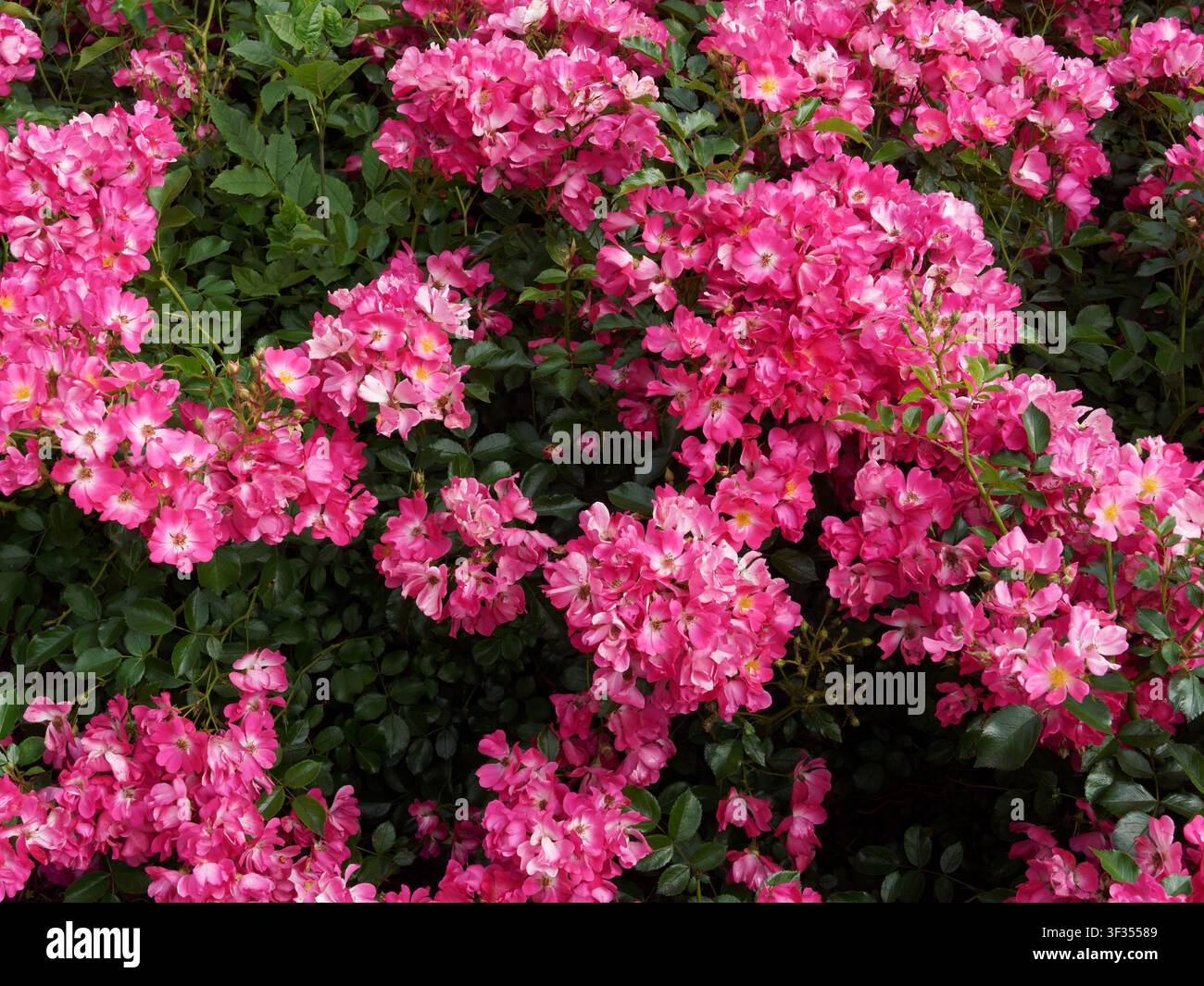 Wand aus rosa Rosen, kann als Hintergrund verwendet werden Stockfoto