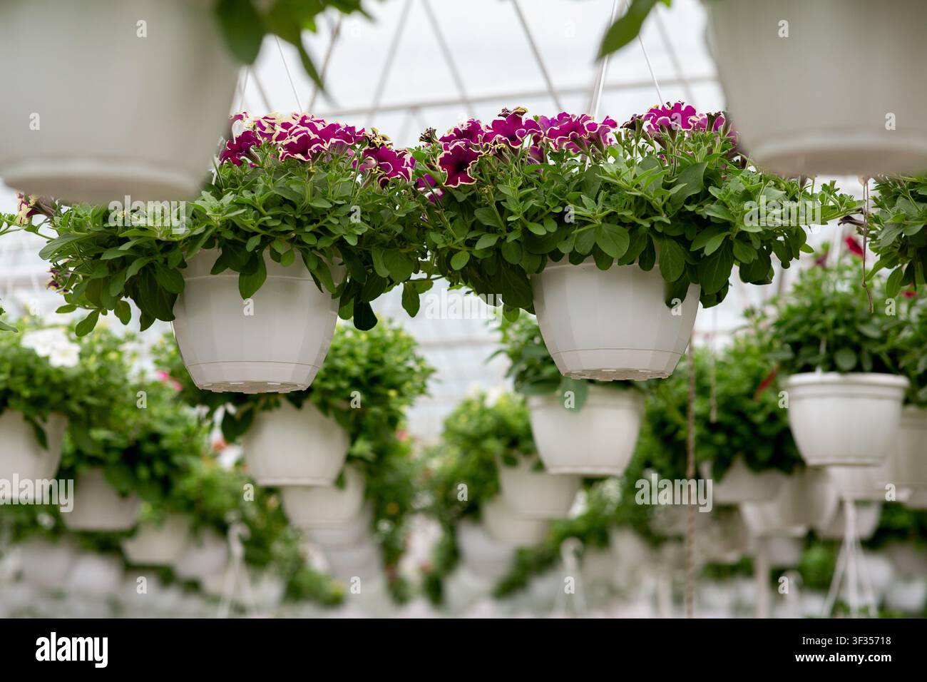 Hängende Blumentöpfe mit violetten Petunien im Gewächshaus, Botanischer Garten Konzept Stockfoto