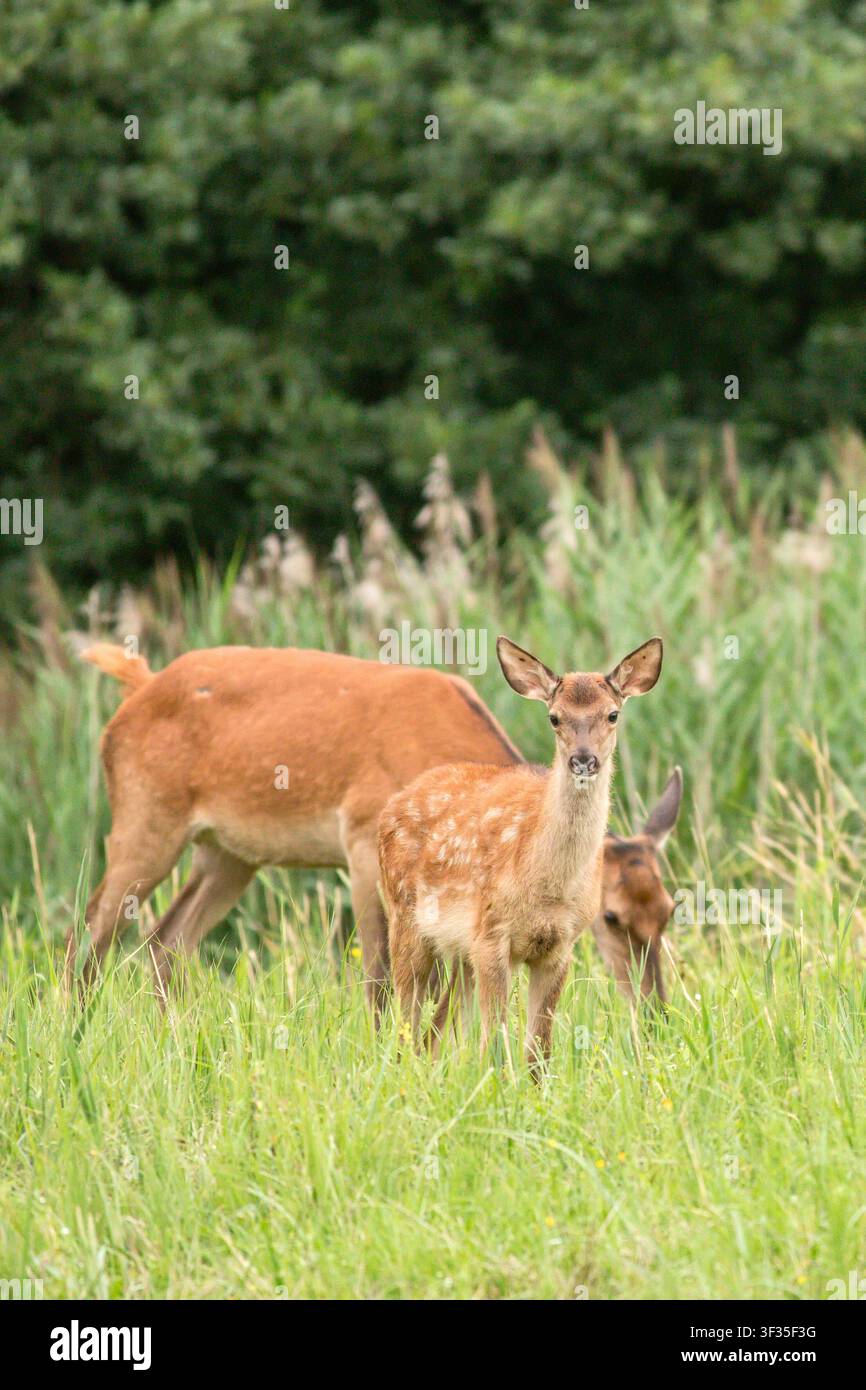 Rotwild-Rehkitz (Cervus elaphus) auf einer Sommerwiese mit Mutter im Hintergrund Stockfoto