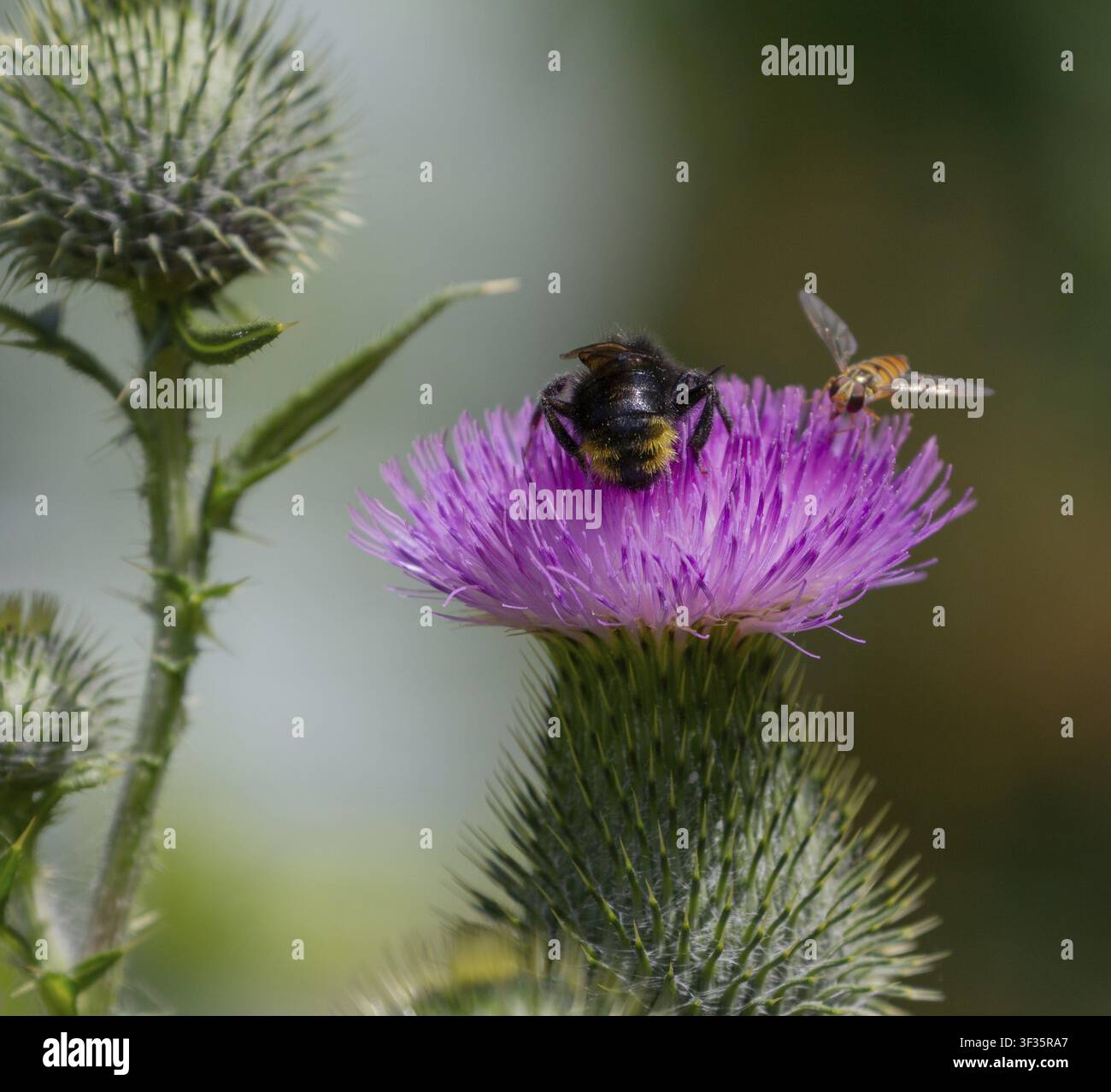 Gewöhnliches Kratzgras mit Schwebfliege und Hummel Stockfoto