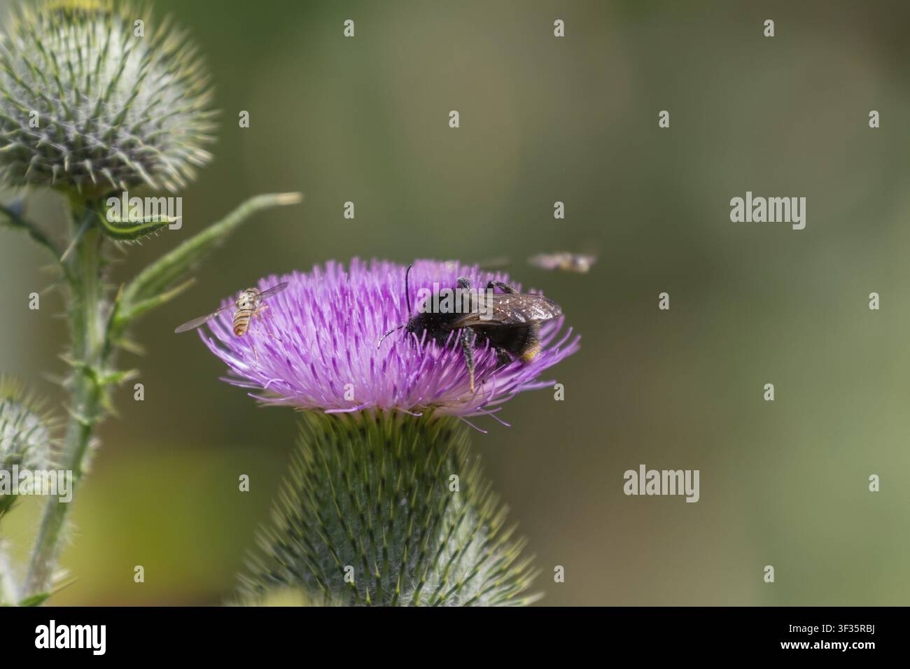 Gewöhnlicher Kratzdistel mit Hummel und Schwebfliege Stockfoto