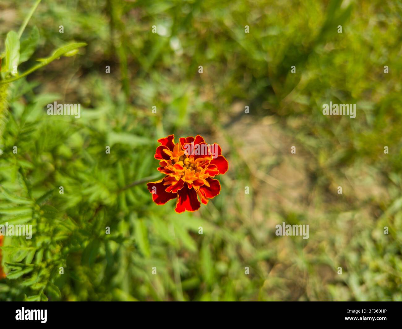 Oberansicht einer blühenden französischen Ringelblume, Nahaufnahme eines schönen rot-orangefarbenen Tagetes-patula-Kopfes auf einem unscharfen Grashintergrund. Stockfoto