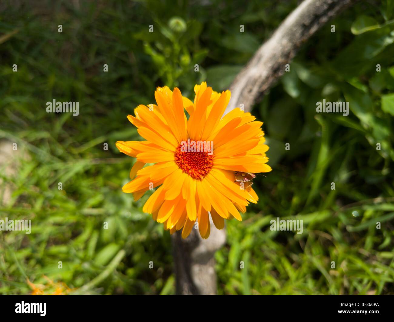 Oberansicht einer blühenden orangefarbenen Calendula officinalis-Blüte mit einem Schlehenkäfer, Nahaufnahme eines Ringelblumenkopfs und einer Dolycoris baccarum-Stinkwanze im Sommer. Stockfoto