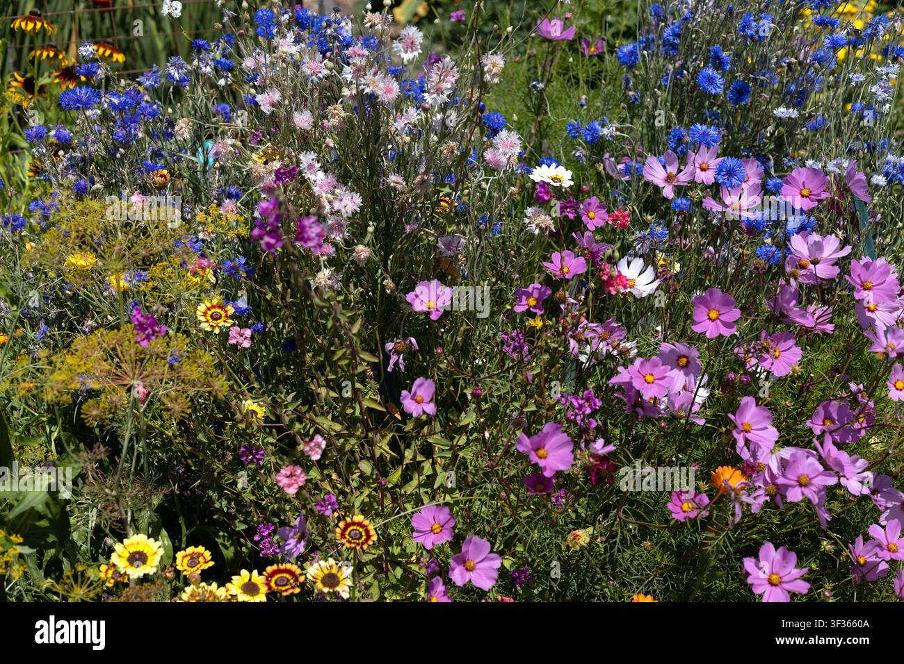 Schöne, farbenfrohe Blumen, die zusammen in einem Garten wachsen. Stockfoto