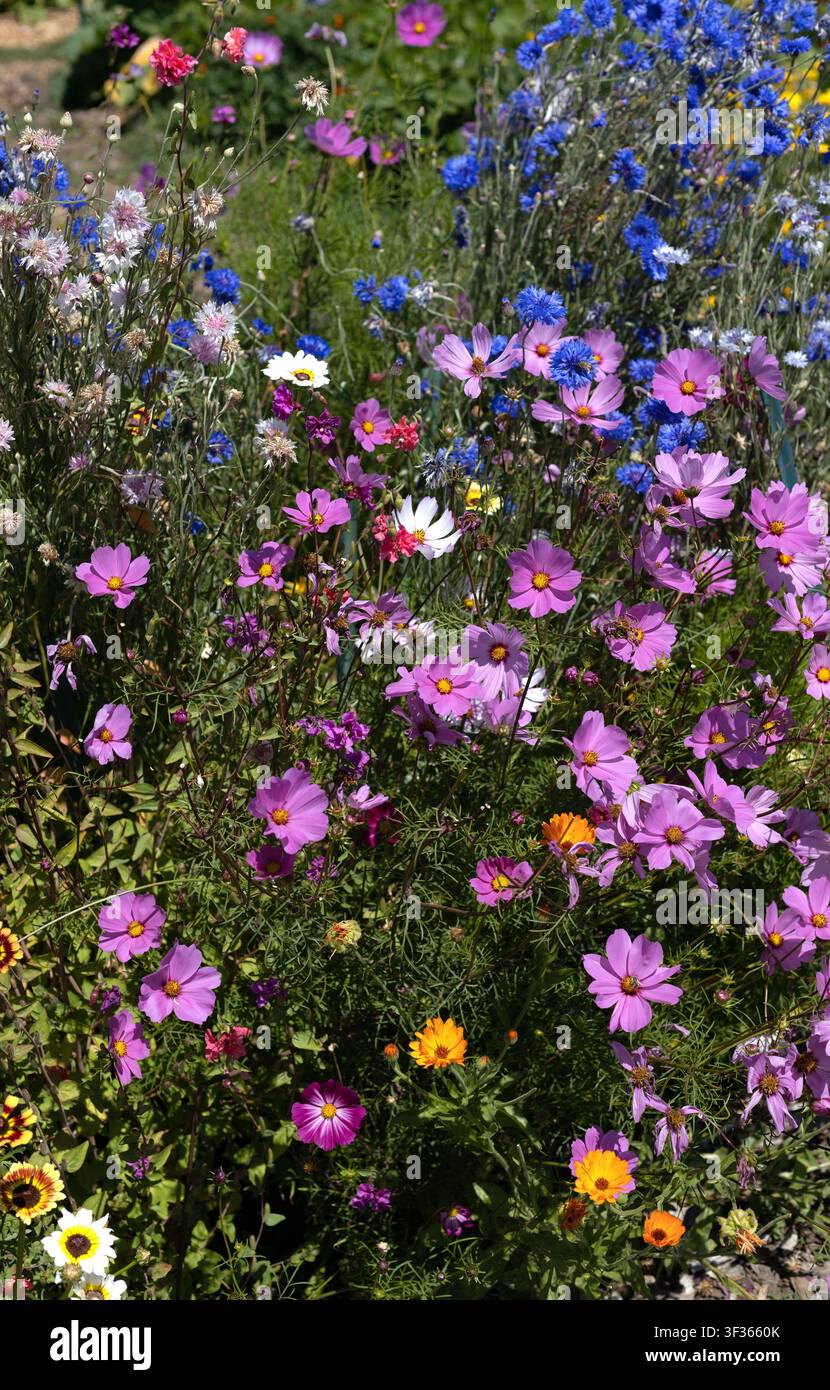 Schöne, farbenfrohe Blumen, die zusammen in einem Garten wachsen. Stockfoto