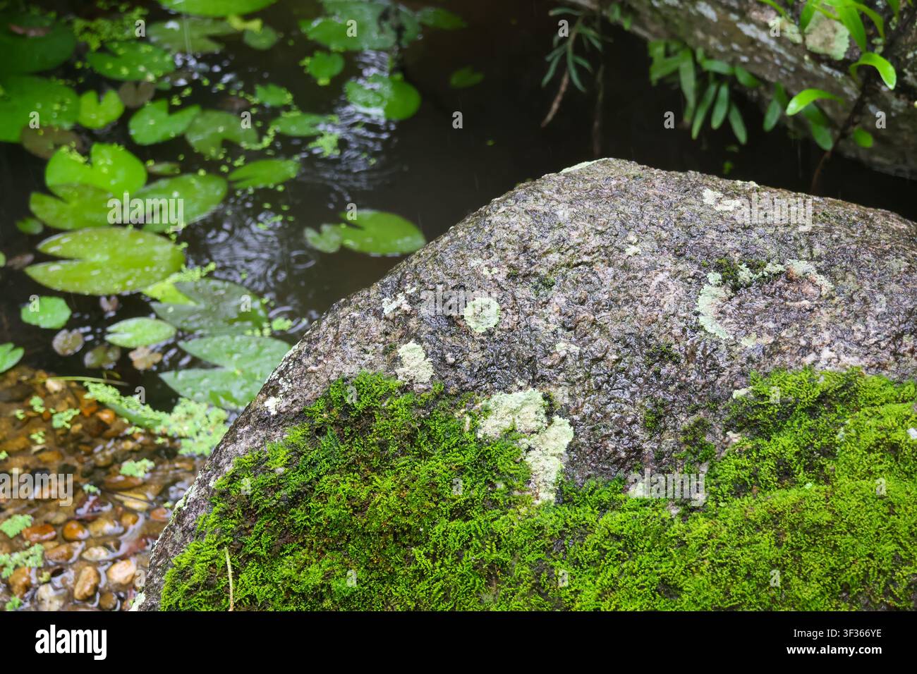 Ein moosbedeckter Felsen-Teich-Lilienblatt-grüne-Natur-Textur-ruhige-Umgebung-im-Freien Stockfoto