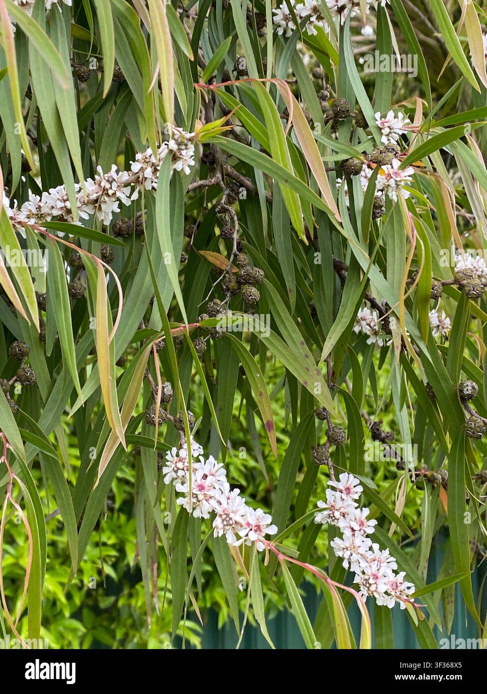 Leptospermum scoparium Manuka-Baum zeigt zarte weiße Blüten mit rosa Mittelpunkten und schmalem grünen Laub. Kleine holzige Samenkapseln sind sichtbar o Stockfoto