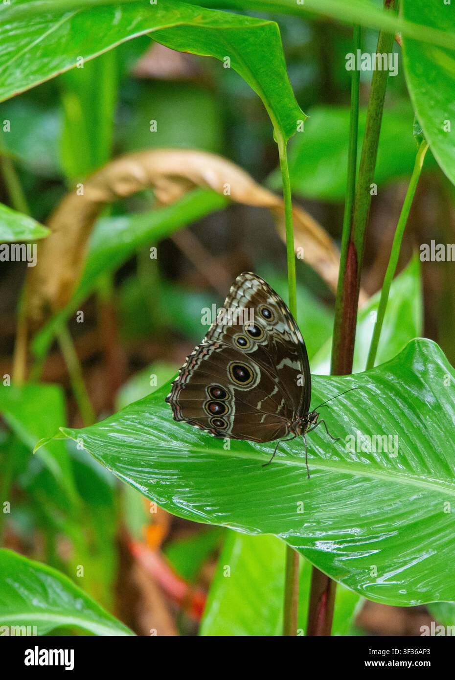 Blaue Morphofalter mit geschlossenen Flügeln, die Augenflecken zeigen, ruhen auf einem grünen Blatt in Costa Rica Stockfoto