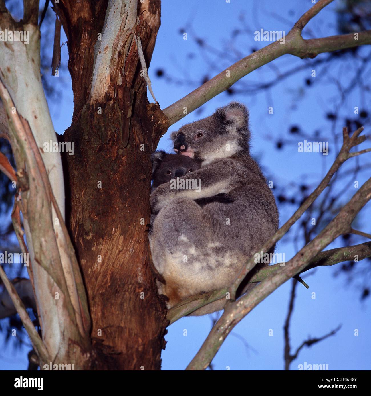 EIN AUSTRALISCHER KOALA (PHASCOLARCTOS CINEREUS) HÄLT SEIN JOEY (BABY), DAS IN EINEM EUKALYPTUSBAUM SITZT. NEU-SÜDWALES, AUSTRALIEN. Stockfoto