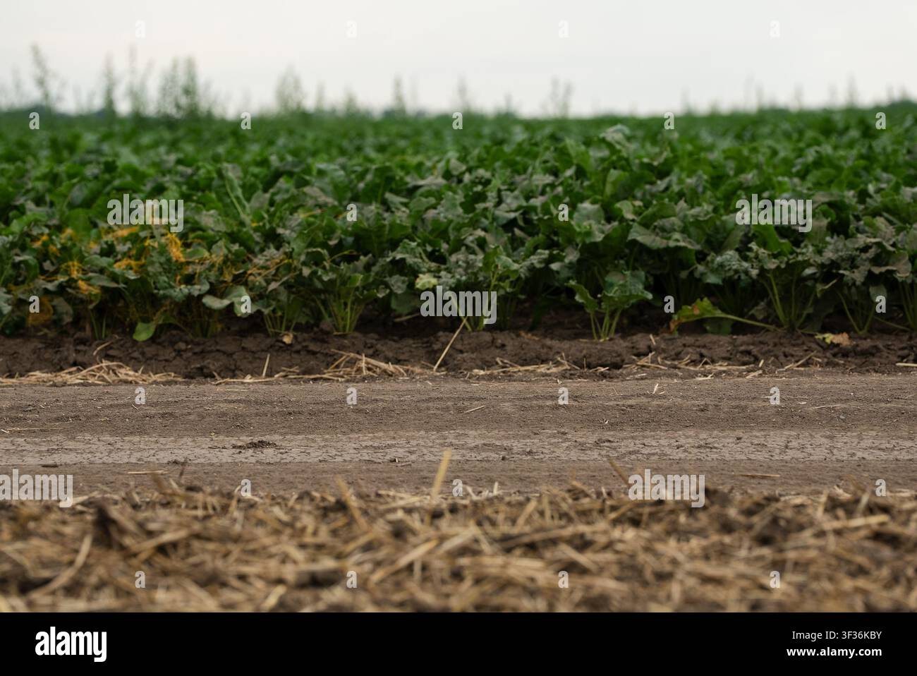 Zuckerrübenfeld auf landwirtschaftlicher Ackerfläche Stockfoto