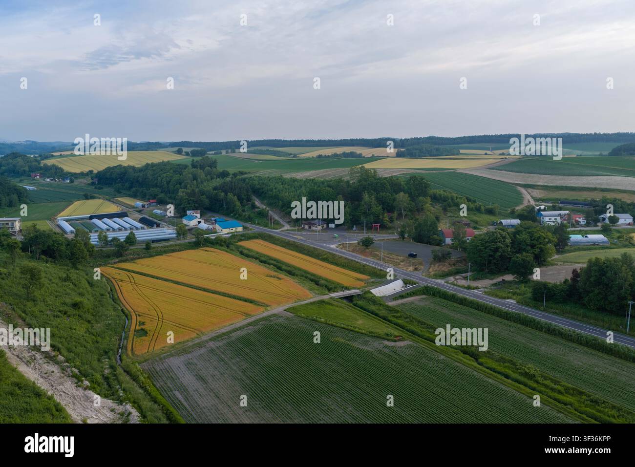 Luftbild von gelben Feldfrüchten auf einem kleinen Bauernhof in der Agrarlandschaft von Hokkaido, Japan Stockfoto