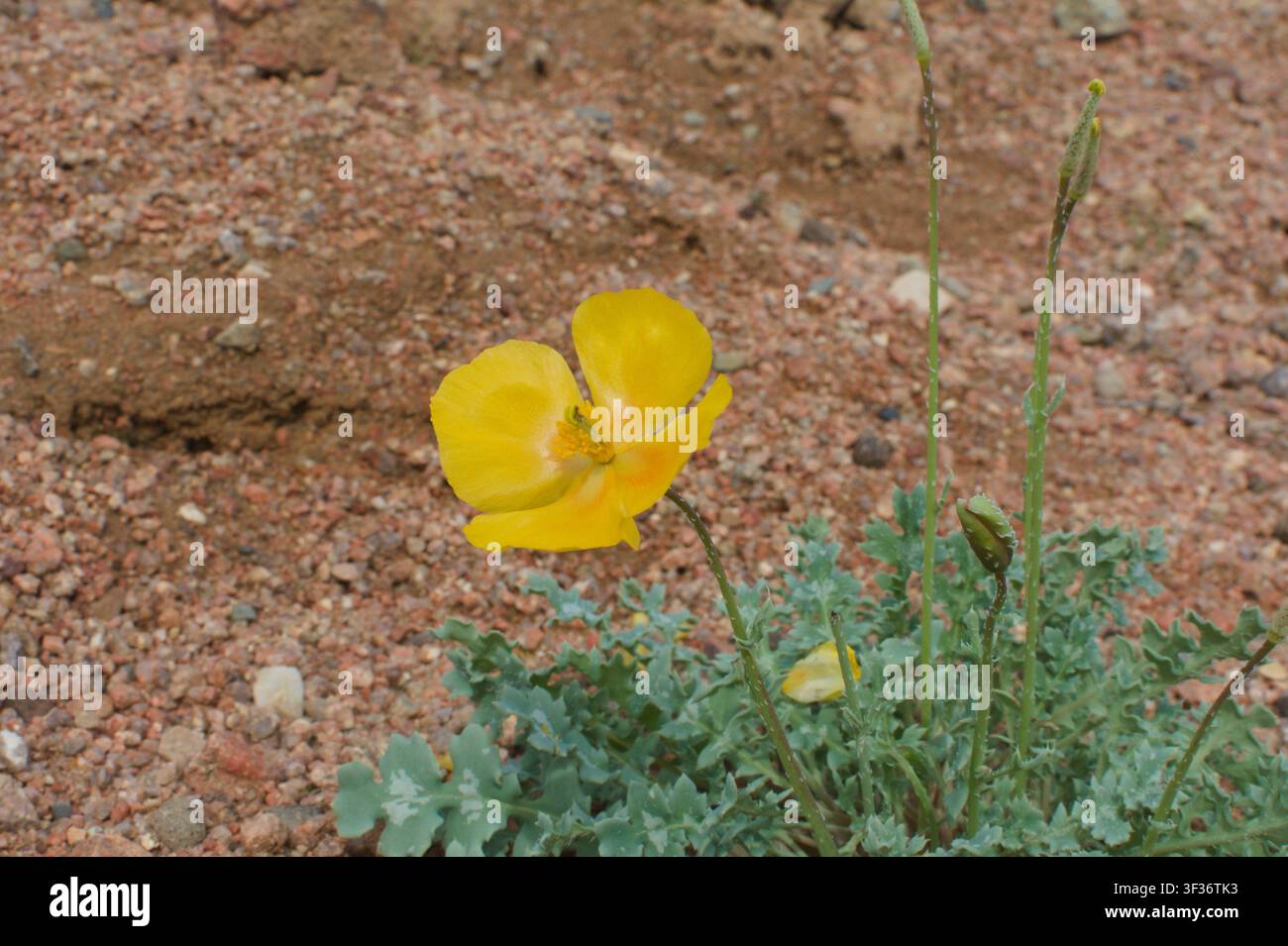 Nahaufnahme einer leuchtend gelben Mohnblume mit grünen Blättern, die auf felsigem Boden unter natürlichem Tageslicht wächst, und zeigt die Schönheit von Wildblumen in ariden Gegenden Stockfoto