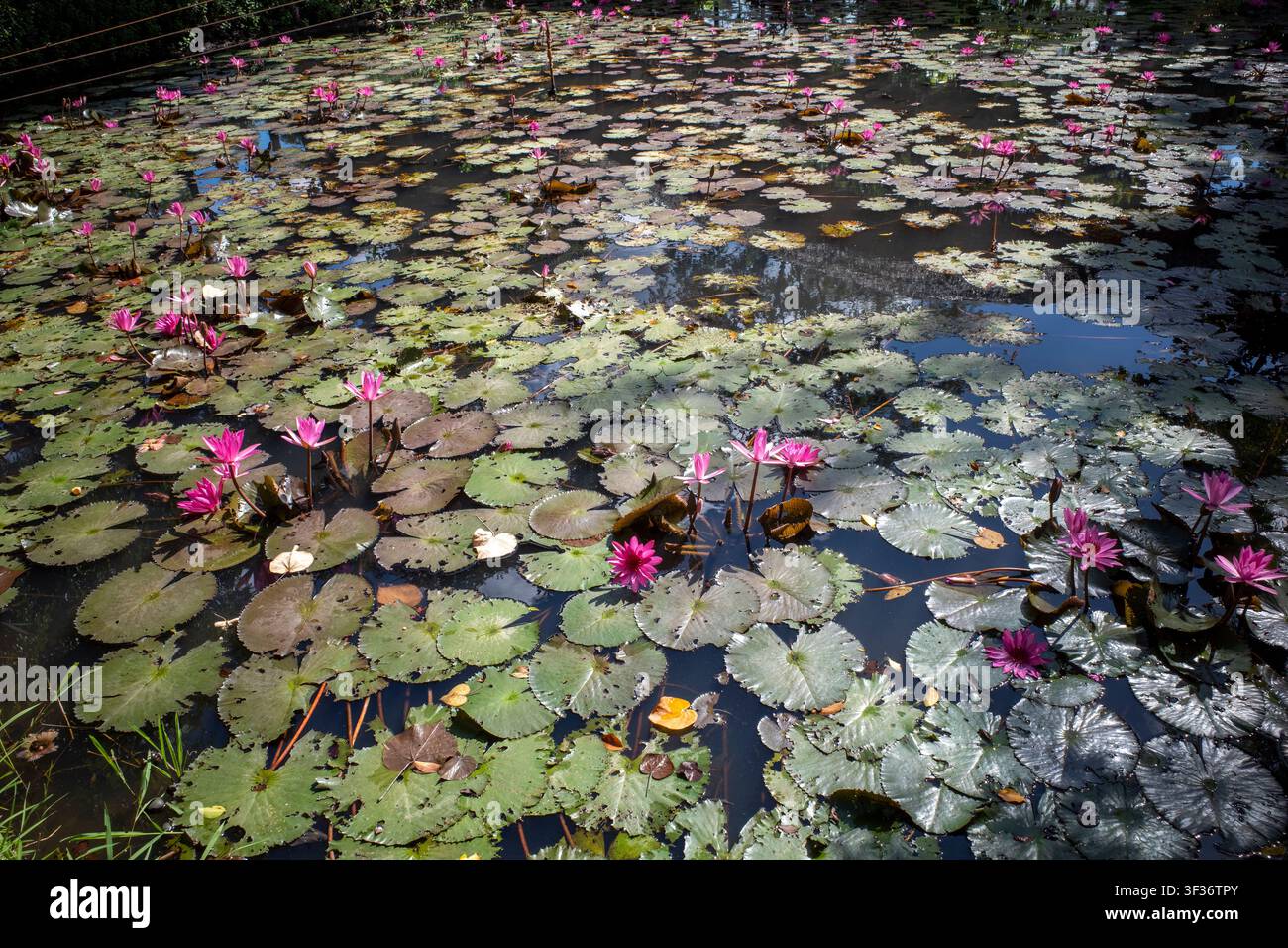 Rosa Seerosenblüte, Bunga Teratai, Nymphaea rubra (Pubescens) in einem künstlichen Teich. Stockfoto