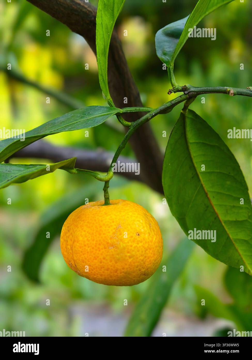 Nahaufnahme einer frischen orangen Mandarine, die an einem Ast mit grünen Blättern hängt. - Smartphone-aufgenommenes Stockfoto