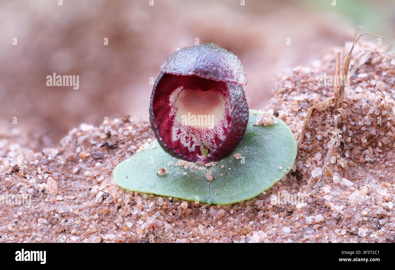 Eine dunkelviolette, eiförmige Helm-Orchidee (Corybas incurvus) im Makro-Nahaufnahme auf einem sandigen Waldboden in einem trockenen Wald in Anglesea, Australien Stockfoto