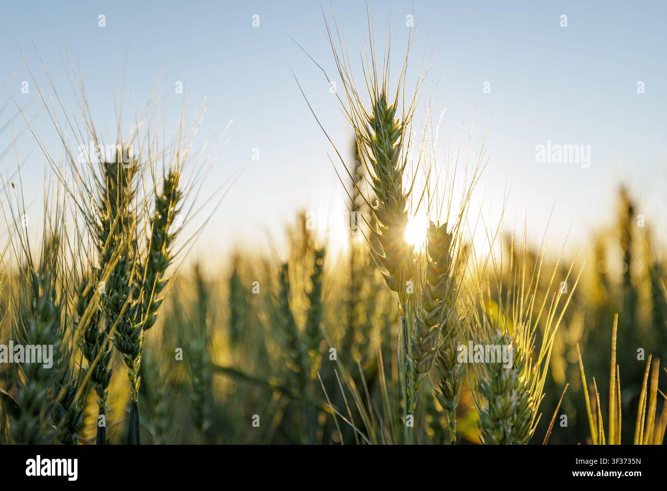 Eine Nahaufnahme von Weizenpflanzen, die im Sonnenlicht baden, zeigt die Schönheit einer hohen Weizenernte und die Bedeutung des Weizenanbaus in der Landwirtschaft Stockfoto