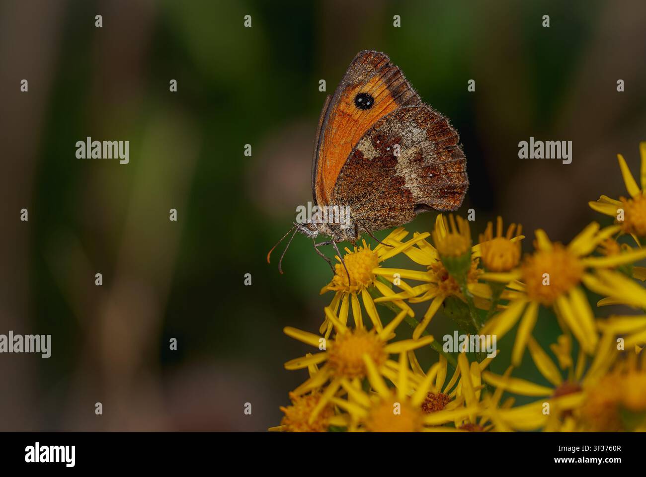 Torfalter auf gelben Wildblumen Stockfoto