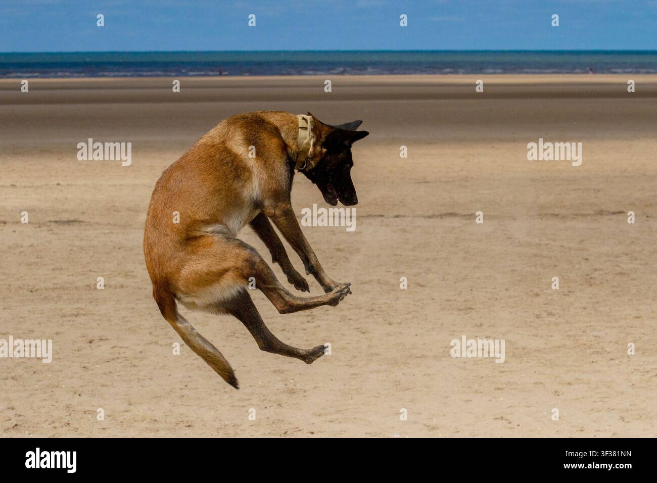 Belgischer Malinois-Schäferhund, der hoch in der Luft auf einem sandigen Ainsdale-Strand springt. Southport, UK. Stockfoto