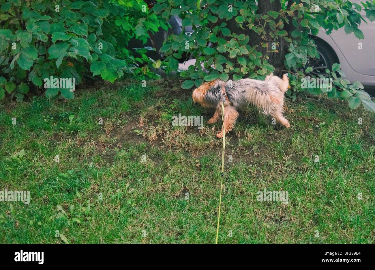 Yorkshire Terrier erkundet eine grün gestaltete Fläche in der Nähe moderner Wohngebäude. Haustierfreundliche städtische Umgebung und komfortables Gemeinschaftsleben Stockfoto