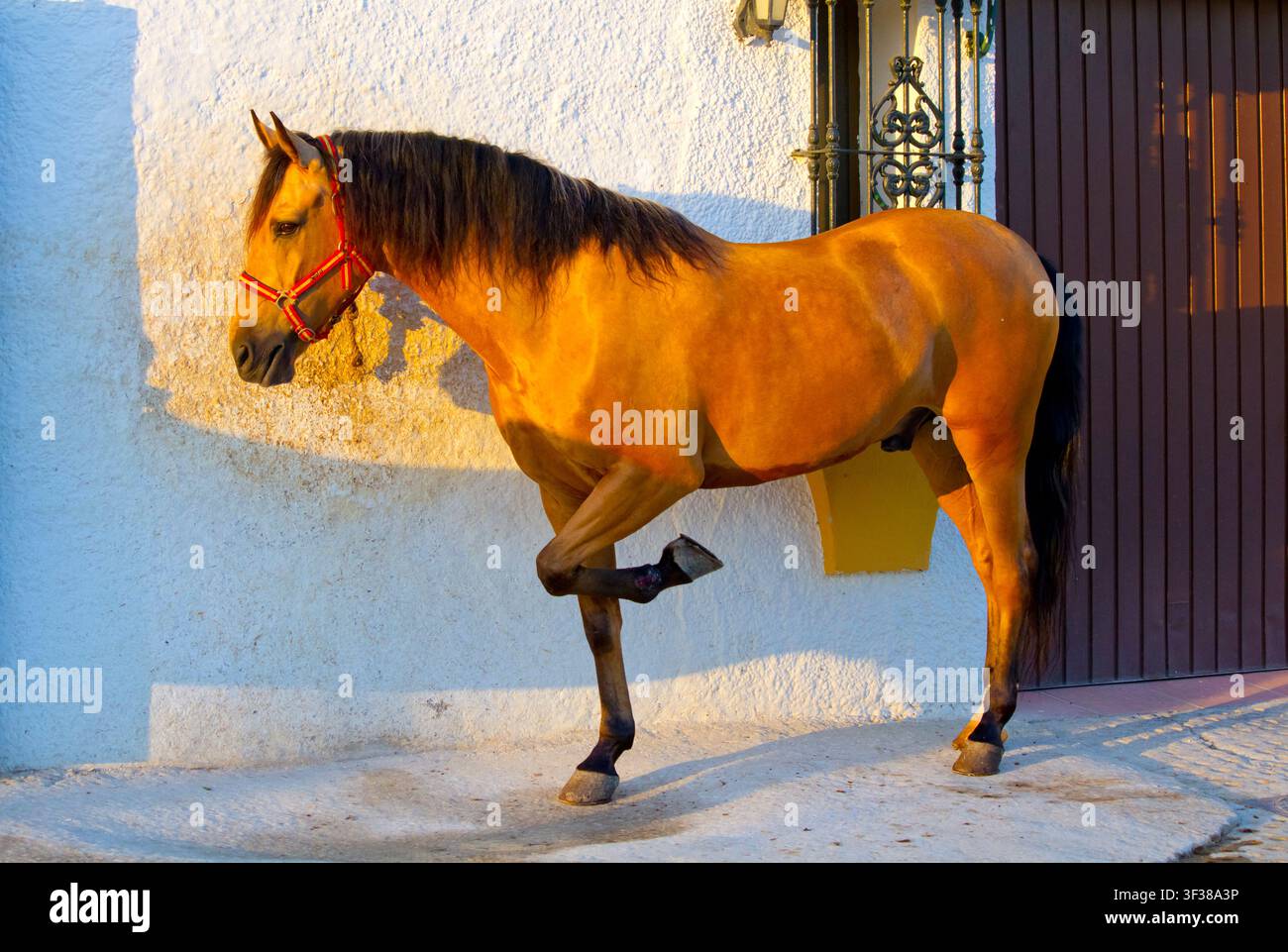 Ein Hengst in Andalusien, Spanien. Stockfoto