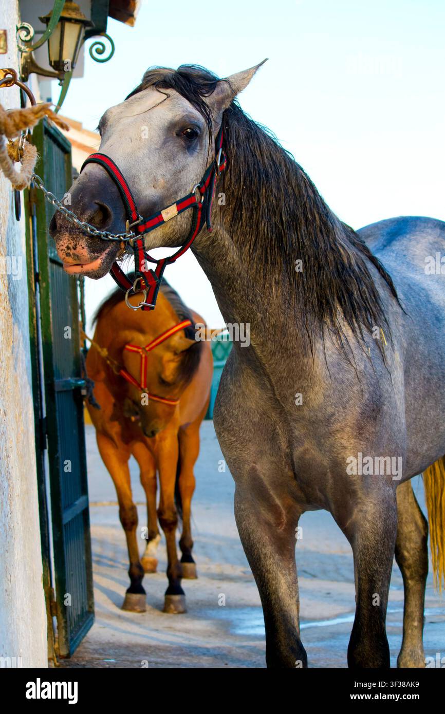 Ein Pferd in Andalusien, Spanien. Stockfoto