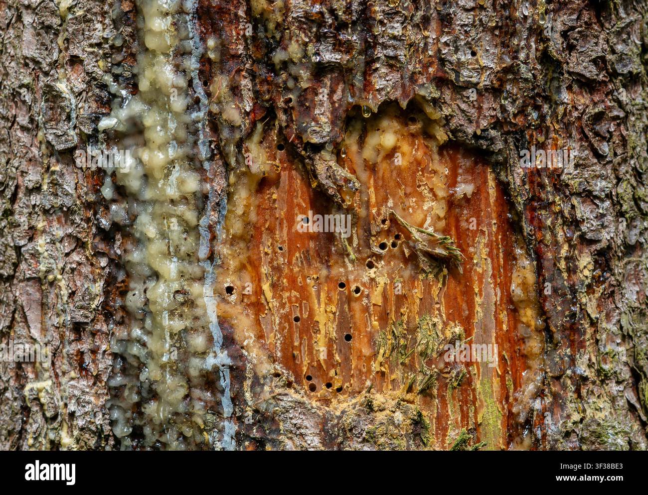 Detaillierte Nahaufnahme von Harz an einem Nadelbaumstamm – Natürlicher Baumsaft und Waldtextur Stockfoto