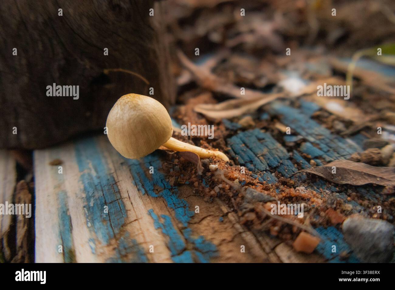 holzverrottender kleiner brauner Pilz (wahrscheinlich eine Art von Panaeolus oder Conocybe) Stockfoto